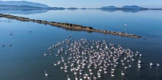 VIDEO/ Të pish kafen e mëngjesit me flamingot, historia e çiftit Biba në Nartë: E shijojmë shumë