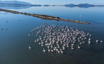 VIDEO/ Të pish kafen e mëngjesit me flamingot, historia e çiftit Biba në Nartë: E shijojmë shumë