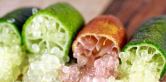 A e dini se varieteti më i rrallë i limonit në botë rritet në Shqipëri