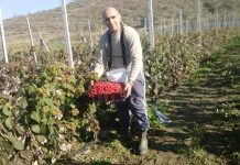 Irakliu, fermeri që erdhi nga SHBA dhe mbjell fruta ekzotike në Divjakë