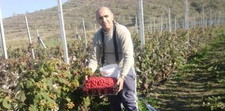 Irakliu, fermeri që erdhi nga SHBA dhe mbjell fruta ekzotike në Divjakë