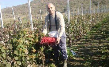 Irakliu, fermeri që erdhi nga SHBA dhe mbjell fruta ekzotike në Divjakë