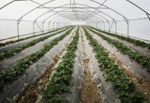 Disa fakte interesante për perimet në serra në Shqipëri