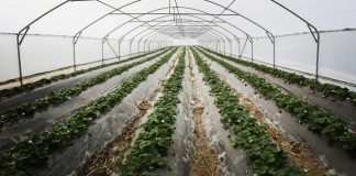 Disa fakte interesante për perimet në serra në Shqipëri