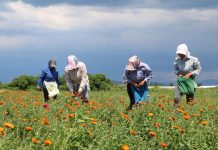 Fondet IPARD, 40 % e financimit për sipërmarrjet nga gratë e zonave rurale