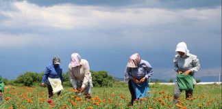 Fondet IPARD, 40 % e financimit për sipërmarrjet nga gratë e zonave rurale