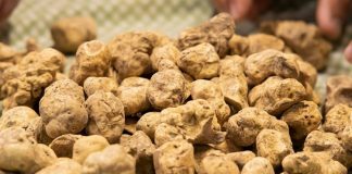 “Ari” i fshehur i Shqipërisë/ 3 mijë euro një kilogram, thesari që fshihet në malet tona