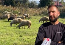 Di 4 gjuhë të huaja, lezhjani çel fermë në vendlindje: Kam 110 dele, jam i lumtur