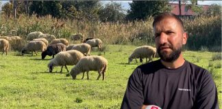 Di 4 gjuhë të huaja, lezhjani çel fermë në vendlindje: Kam 110 dele, jam i lumtur