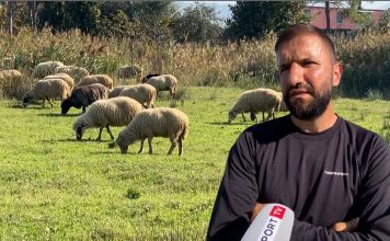 Di 4 gjuhë të huaja, lezhjani çel fermë në vendlindje: Kam 110 dele, jam i lumtur