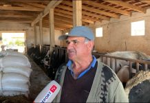 Historia frymëzuese e xha Mitatit, fermeri që ka 60 lopë: Kam punësuar gjithë familjen, shes 600 litra qumësht në ditë