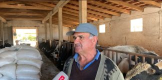 Historia frymëzuese e xha Mitatit, fermeri që ka 60 lopë: Kam punësuar gjithë familjen, shes 600 litra qumësht në ditë