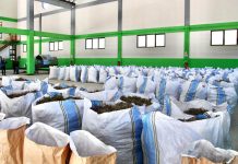 FOTOT/ Driloni, fermeri nga Bulqiza i bimëve mjekësore dhe aromatike