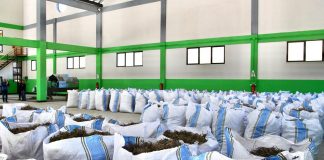 FOTOT/ Driloni, fermeri nga Bulqiza i bimëve mjekësore dhe aromatike