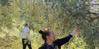 FOTOT/Njihuni me Silvanën, fermerja lider për prodhimin e vajit të ullirit në Shqipëri