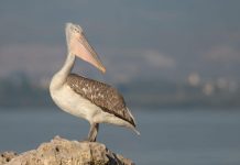 FOTOLAJM/ “Banori” simpatik i Liqenit të Shkodrës