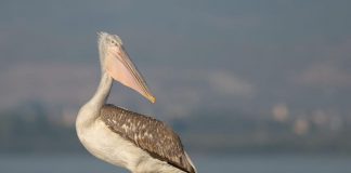 FOTOLAJM/ “Banori” simpatik i Liqenit të Shkodrës