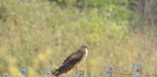 SHPENDI I UNAZUAR NË POLONI FOTOGRAFOHET NË SHQIPËRI