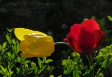 FOTOT/ Tulipani që rritet vetëm në Kukës, mes pasurive të rralla botërore. Ja çfarë shkruan revista shkencore