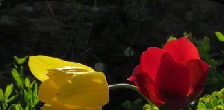 FOTOT/ Tulipani që rritet vetëm në Kukës, mes pasurive të rralla botërore. Ja çfarë shkruan revista shkencore