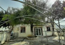 Historia e pemës 145 vjeçare të piperit të mbjellë nga Naim Frashëri