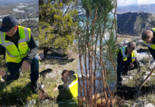 FOTOT/ Mbillen qindra fidanë pishë në Shkodër dhe Malin e Dajtit