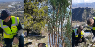 FOTOT/ Mbillen qindra fidanë pishë në Shkodër dhe Malin e Dajtit