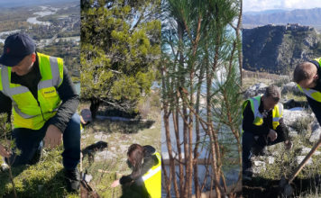 FOTOT/ Mbillen qindra fidanë pishë në Shkodër dhe Malin e Dajtit