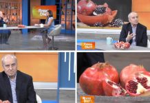 Shkodrani bën “mrekulli” në Itali, krijon llojin e vetem të shegës në botë