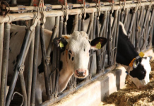 Fermeri nga Fieri që ka 900 lopë dhe prodhon 10.000 litra qumësht në ditë