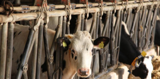 Fermeri nga Fieri që ka 900 lopë dhe prodhon 10.000 litra qumësht në ditë