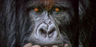 Fotoja mahnitëse e gorillës së zhytur në mendim merr ‘Çmimin e Madh’