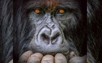 Fotoja mahnitëse e gorillës së zhytur në mendim merr ‘Çmimin e Madh’