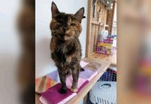 Macja më e vjetër në botë futet në “Guiness”, nuk do e besoni dot sa vjeç është