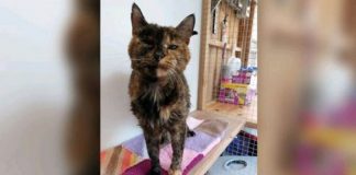 Macja më e vjetër në botë futet në “Guiness”, nuk do e besoni dot sa vjeç është