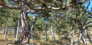 FOTO/Filloi mbulimi i sipërfaqes me filizëri të reja i masivit pyjor në Dibër