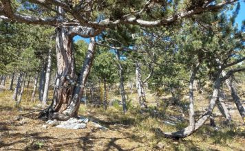 FOTO/Filloi mbulimi i sipërfaqes me filizëri të reja i masivit pyjor në Dibër