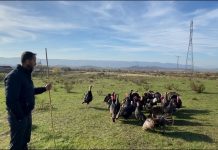 Frymëzuese/ Njihuni me Lekën, mbarështon 40 mijë shpendë në vit: Në fillim më shihnin me përbuzje, por puna nuk është turp