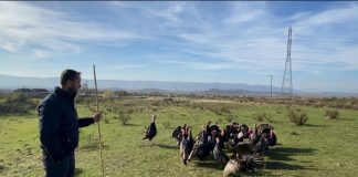 Frymëzuese/ Njihuni me Lekën, mbarështon 40 mijë shpendë në vit: Në fillim më shihnin me përbuzje, por puna nuk është turp