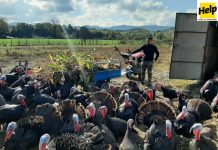 Një i ri model/ Njihuni me Skerdin e gjelave të detit