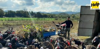 Një i ri model/ Njihuni me Skerdin e gjelave të detit