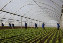 Njerëzit e punës/ Denada, historia e një fermereje të suksesshme