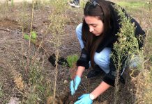 AdZM Vlorë mbjell dhjetëra pisha në zonën PishëPoro-Nartë