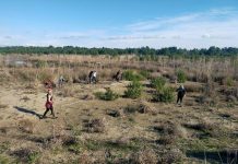 FOTOT/ Nis puna për mbjelljen e 10 mijë fidanëve pishë në Divjakë-Karavasta