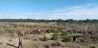 FOTOT/ Nis puna për mbjelljen e 10 mijë fidanëve pishë në Divjakë-Karavasta