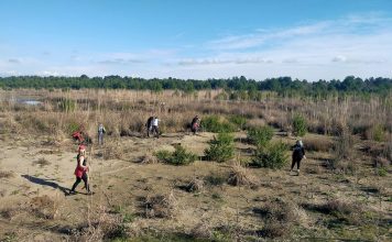 FOTOT/ Nis puna për mbjelljen e 10 mijë fidanëve pishë në Divjakë-Karavasta
