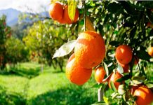 Konispoli shënon nivelin më të lartë të prodhimit të agrumeve
