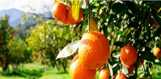 Konispoli shënon nivelin më të lartë të prodhimit të agrumeve