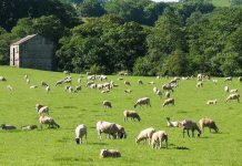 Mbi 5 mijë blegtorë, përfitues nga Skema Kombëtare e Mbështetjes në bujqësi