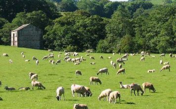 Mbi 5 mijë blegtorë, përfitues nga Skema Kombëtare e Mbështetjes në bujqësi
